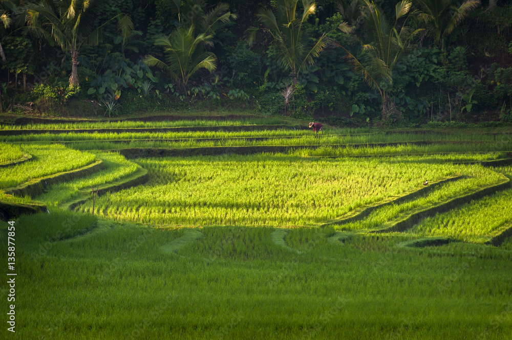 Bali Rice Fields. Bali is known for its beautiful and dramatic rice terraces. The graphic lines and verdant green fields are a vision to behold. Some of the fields are hundreds of years old. 