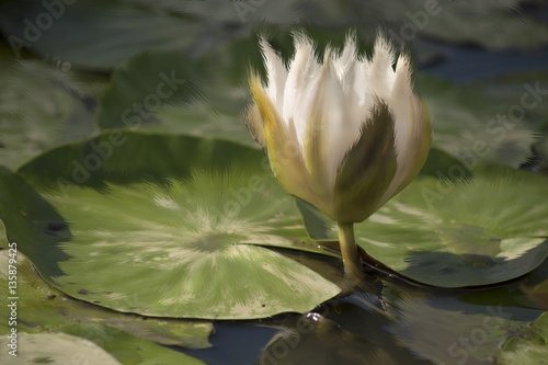 lily pads and flower