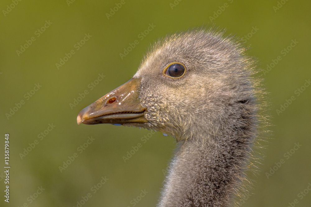 Fototapeta premium Cute Head of Greylag goose