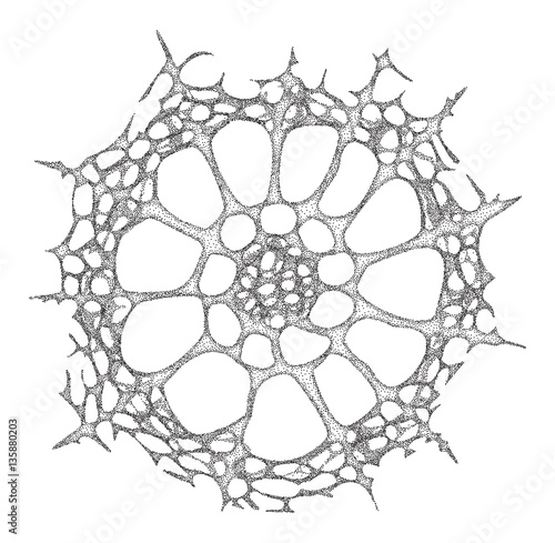 Haeckel inspitation - radiolarian protozoan in the old style    - vector illustration  photo