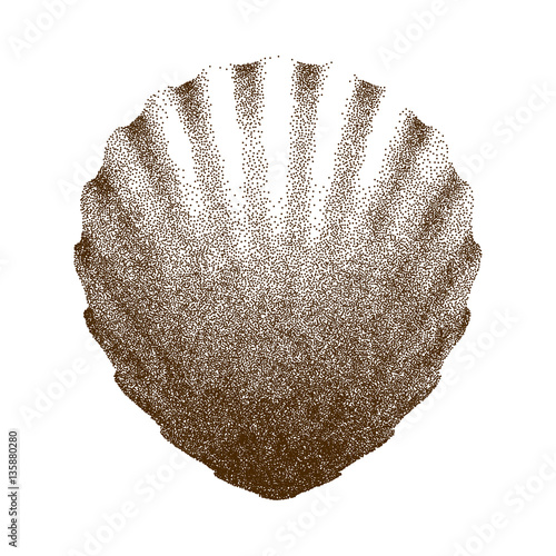 Dotted Scallop  Shell    - vector illustration  photo