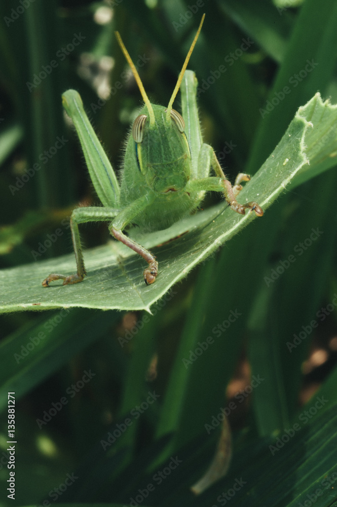 A bright green grasshoppe