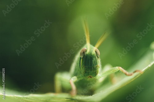 A bright green grasshoppe photo