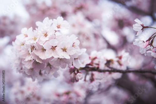 Pink Cherry Blossoms