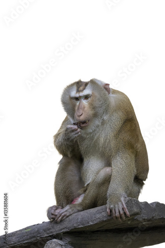 Image of a brown rhesus monkeys on white background. wild animal © yod67