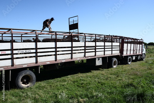 Fotografie Carga de ganado bovino Angus en camiones