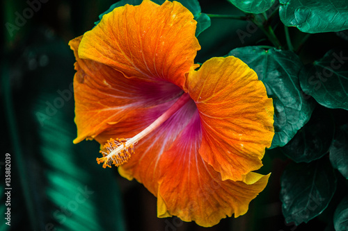 Blossoming Hibiscus