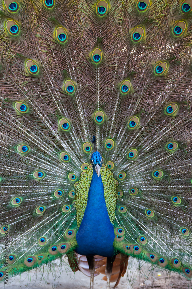 Obraz premium Peacock showing fully fanned tail.