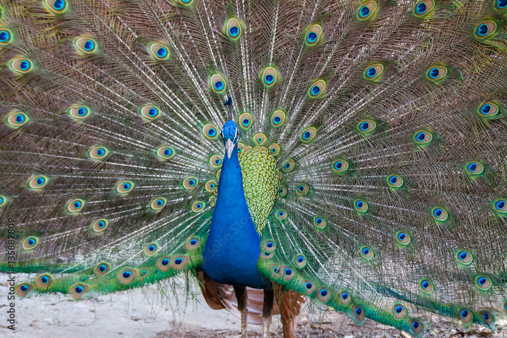 Obraz premium Peacock showing fully fanned tail.