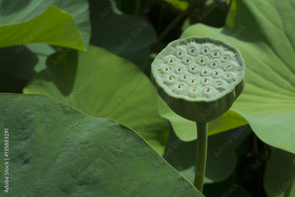 Nelumbo Nucifera, Sacred Lotus Seed Pod Nelumbo Nucifera, Sacred Lotus Seed Pod