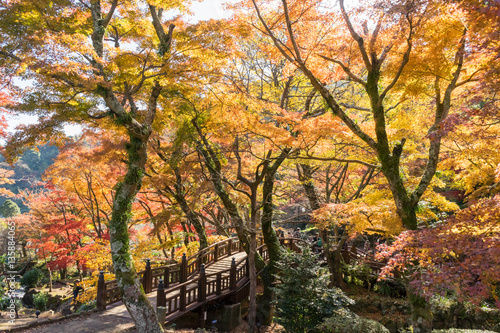 Autumn leaves of Atami plum garden