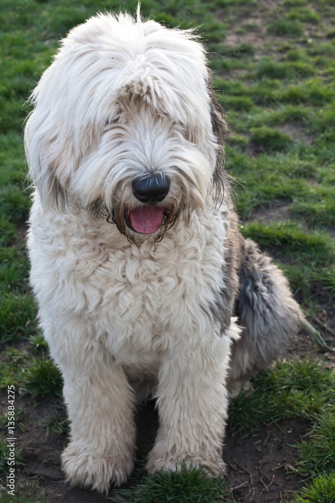 Olivia, Um Cão Pastor Inglês Velho Fêmea Imagem de Stock - Imagem de velho,  olivia: 85523859