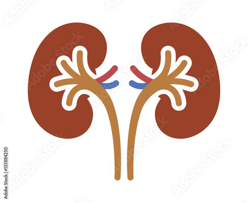 A pair of human kidney organs with ureters flat color vector icon for apps and websites