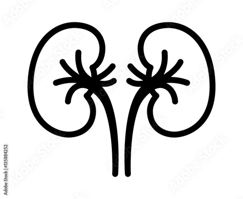 A pair of human kidney organs with ureters line art vector icon for apps and websites