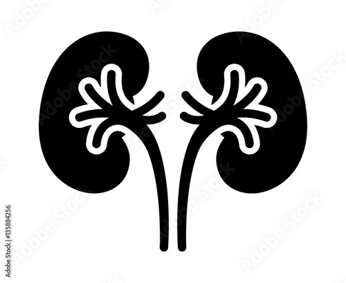 A pair of human kidney organs with ureters flat vector icon for apps and websites