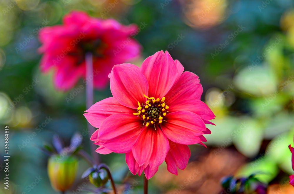 Obraz premium Dahlia pink flowers.