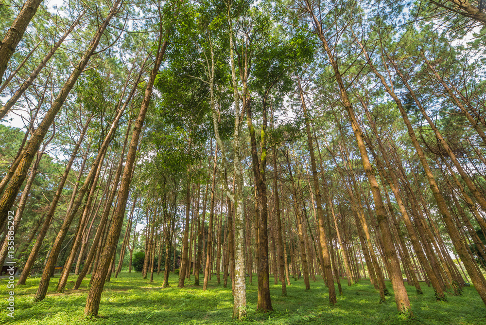Fototapeta premium trunks of tall old trees in a pine forest