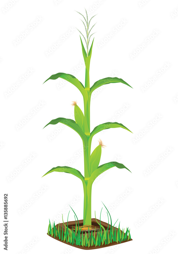 Fototapeta premium corn plant vector design