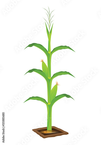 corn plant vector design