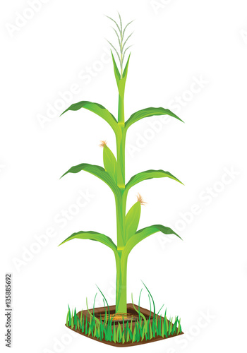 corn plant vector design