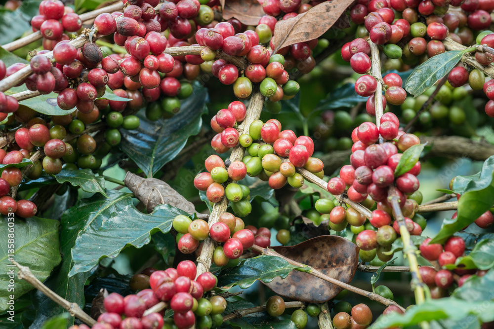 Coffea tree is a genus of flowering plants whose seeds, called coffee
