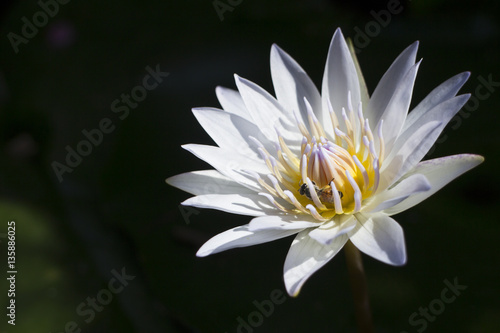 Bee swarming on lotus flower