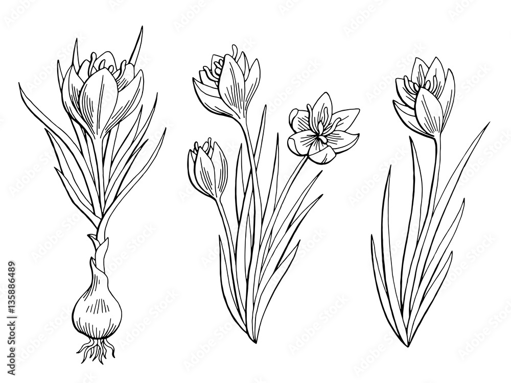 Fototapeta Saffron graphic flower black white isolated sketch illustration vector