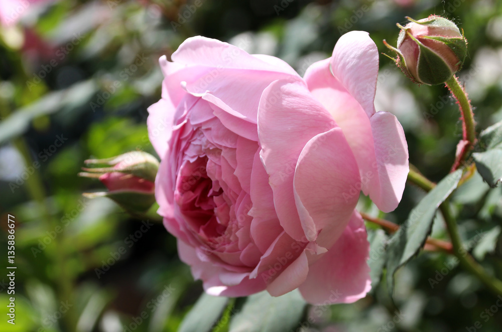 English Romantic pink roses English Romantic pink roses
