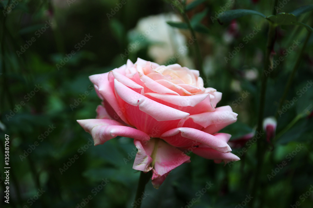 Romantic pink rose in a summer garden.
