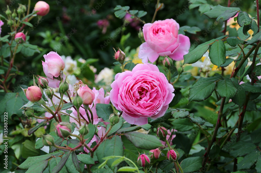 Fototapeta premium English Romantic pink roses 
