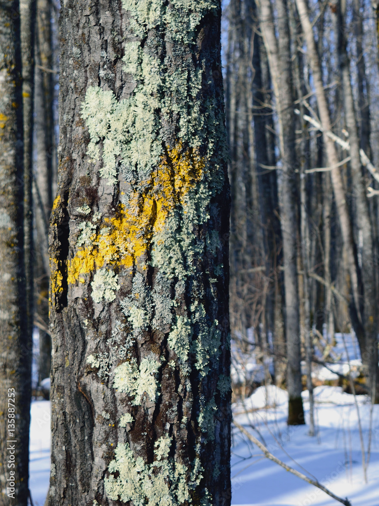 Obraz premium Yellow Painted Aspen