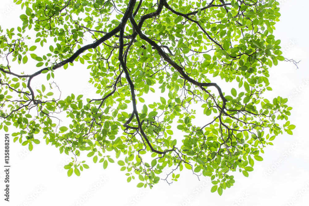 Fototapeta premium Green leaf on white background