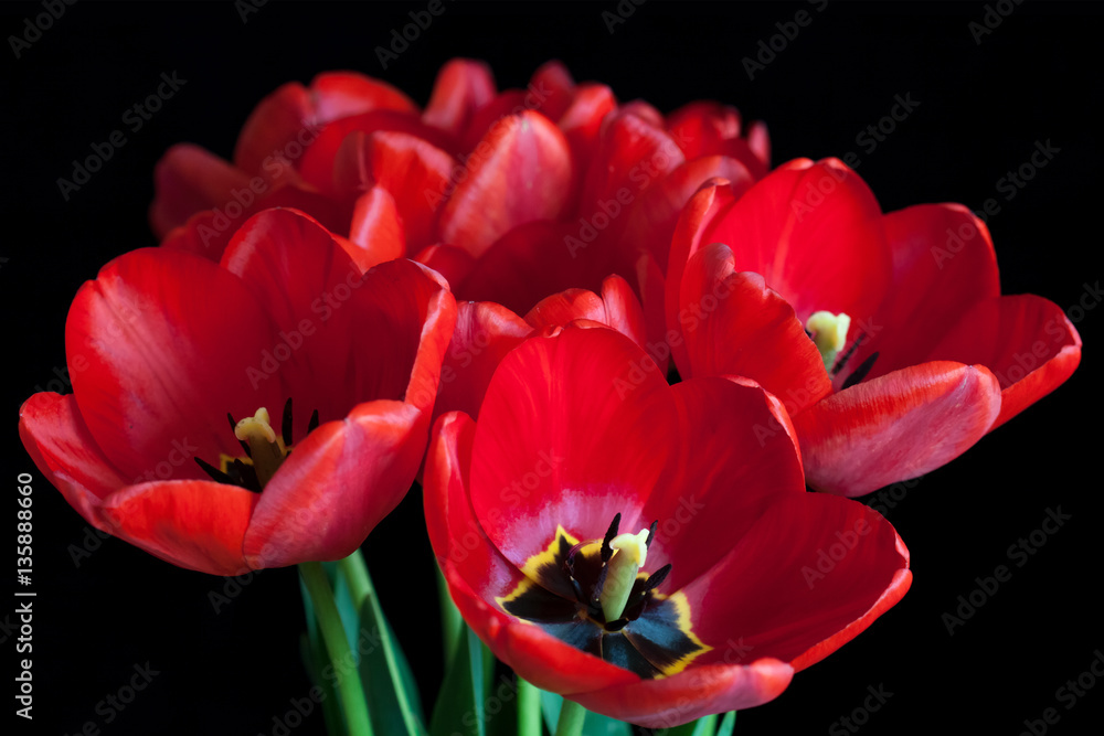 Bouquet of beautiful red tulips, spring flowers on black background. Floral wallpaper Bouquet of beautiful red tulips, spring flowers on black background. Floral wallpaper