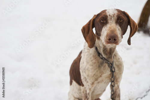 Sad pointer dog in snow posing