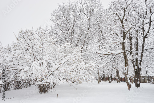 Winter forest nature snowy landscape outdoor background