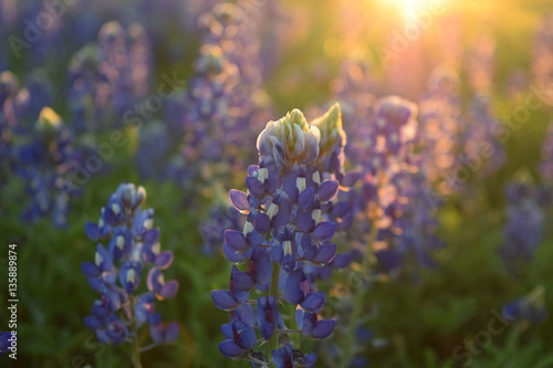 Texas Hill Country Bluebonnets