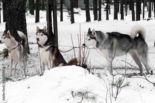 Working Husky sled tandem. Siberian dogs driven sleigh people in the North. Animals active dog sports at work in the winter. 