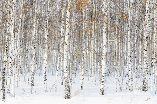 Winter landscape with white birch trees