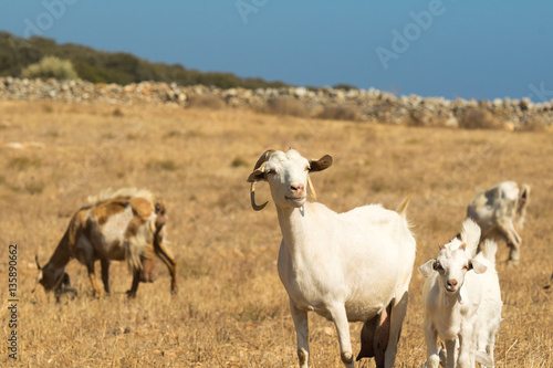 Fototapeta Naklejka Na Ścianę i Meble -  Goats grazing out in the nature on a beautiful sunny day at Paros island in Greece.
