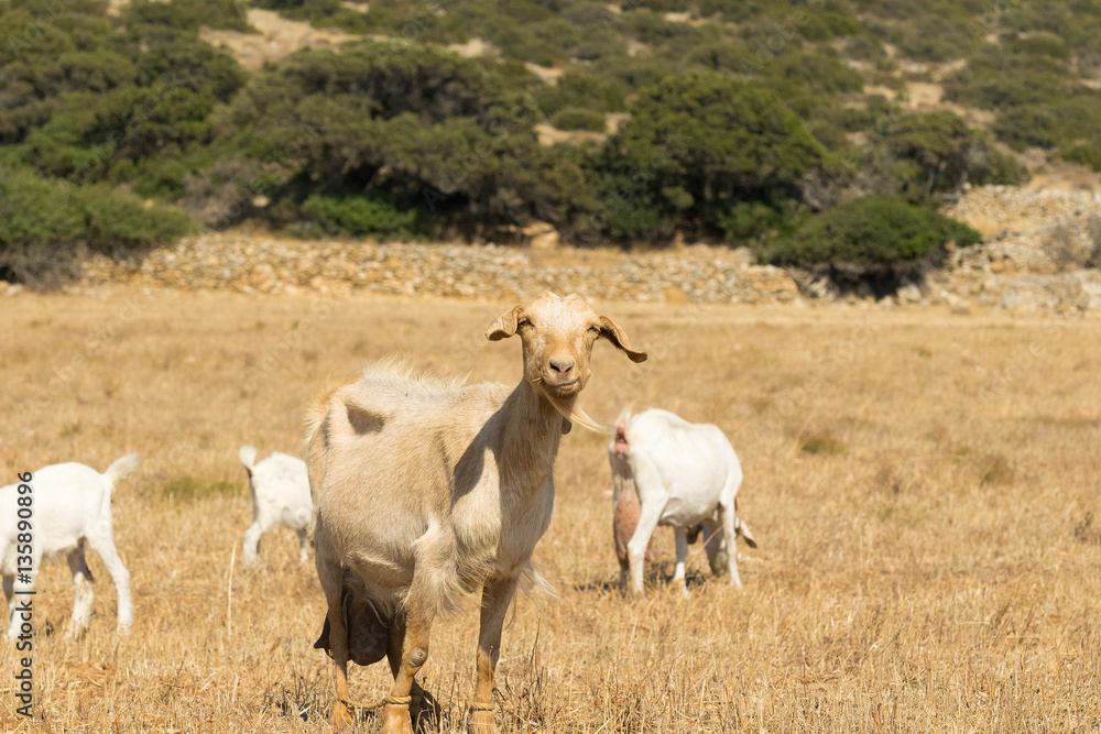 Goat portrait out at a farm.
