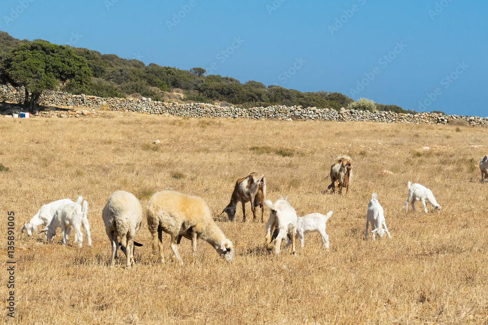 Farm with goats at Paros island in Greece.
Farm with goats at Paros island in Greece.