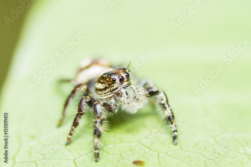 Macro Shot Of Jumping Spider Lovely big eyes