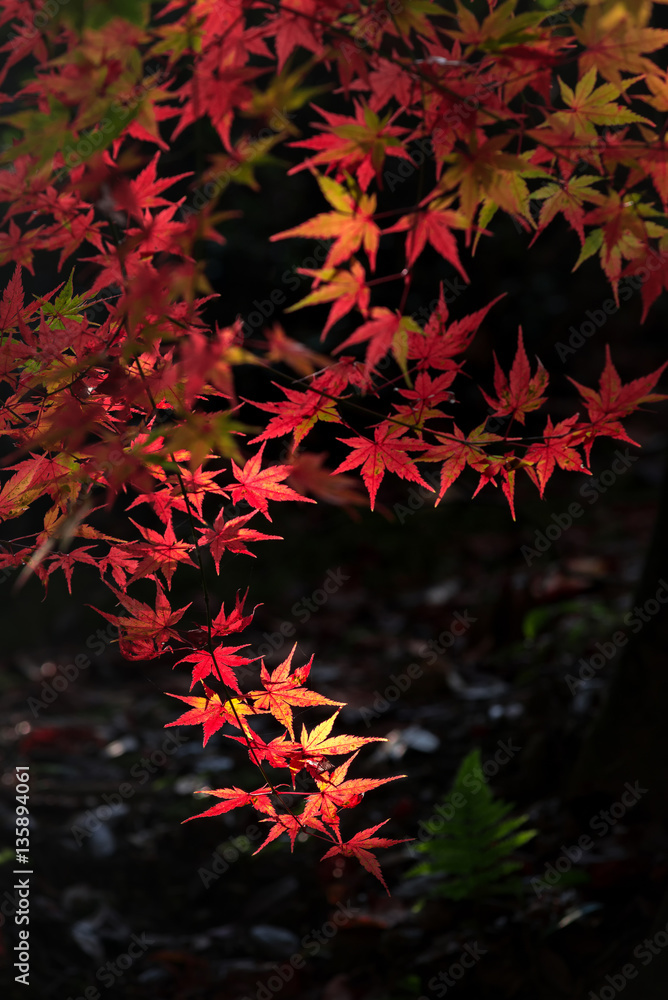 beautiful maple tree with colorful autumn leaves beautiful maple tree with colorful autumn leaves
