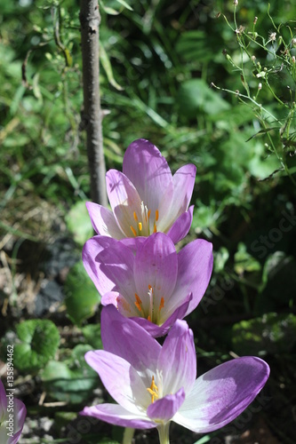 Crocus Spring Flowers