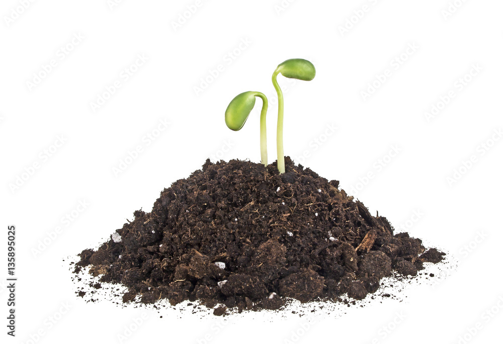 Young sprout of soy in soil humus on a white background Young sprout of soy in soil humus on a white background