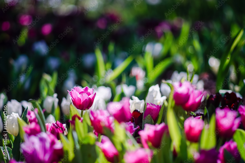 Beautiful tulips in garden, Beautiful tulips in the morning Beautiful tulips in garden, Beautiful tulips in the morning