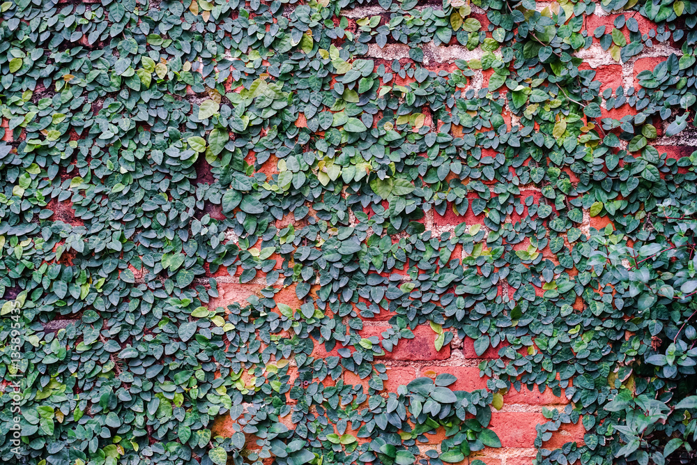 green ivy on brick wall green ivy on brick wall