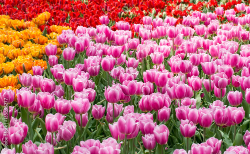 Colorful tulips field background