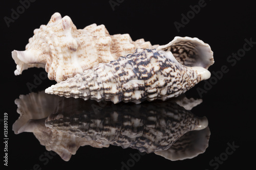 Sea shells of auger snail isolated on black background photo