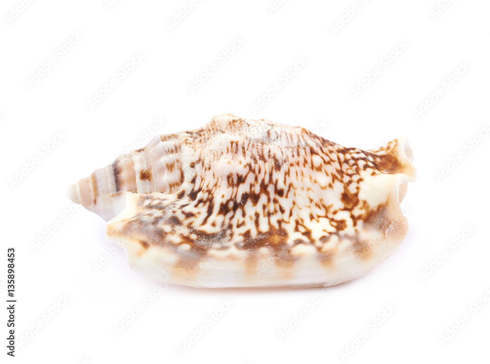 Sea shell isolated